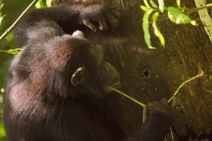 Los chimpancés usan varias herramientas, pero las herramientas de piedra afiladas no se encuentran entre ellas.