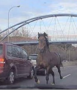 Caballo desbocado en Consuegra.