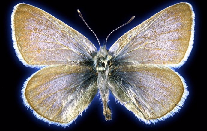 El espécimen de mariposa azul Xerces de 93 años utilizado en este estudio.