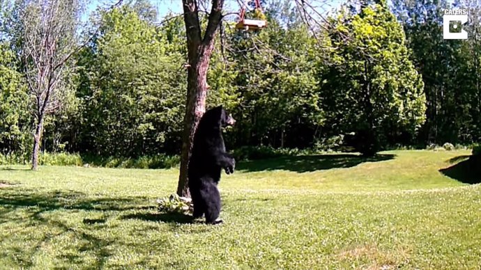 Pillan a un oso caminando sobre dos patas en el jardín trasero de una casa