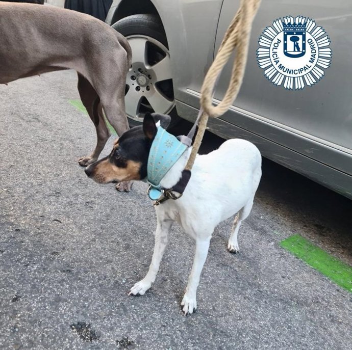 Perros rescatados de un maletero