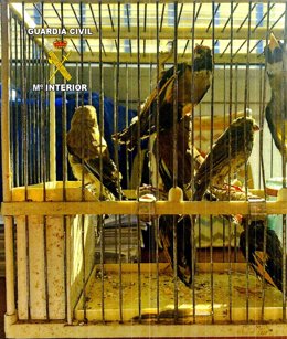 Aves fringílidas capturadas con artes prohibidas