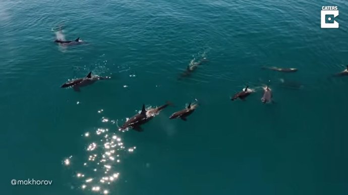 Graban el espectacular momento en que una familia de orcas se va de caza frente a la costa rusa de Kamchatka