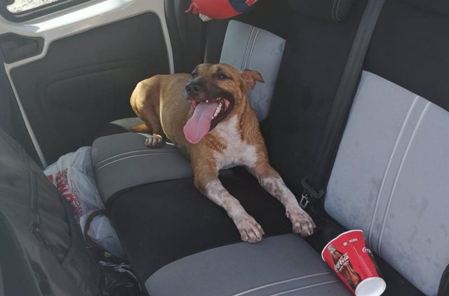 Archivo - El perro abandonado en interior coche , abandono animal