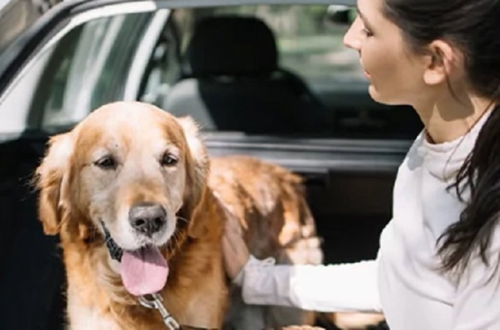 Perro en un coche.