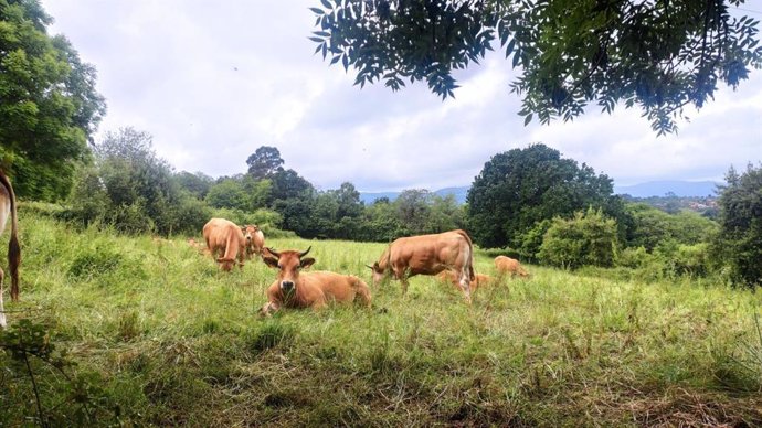 Archivo - Vacas en Villaviciosa, ganadería, PAC
