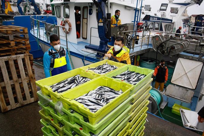 Archivo - Descarga masiva de bocarte en el puerto de Burela. Un gran cardumen en la Mariña de Lugo en la jornada del 26 de  abril, cuando de pesqueros de toda la cornisa cantabrica se juntaron en el puerto de Burela para descargar