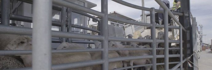 Igualdad Animal exige el fin del comercio y las exportaciones fuera de la UE y más controles en su transporte en España.