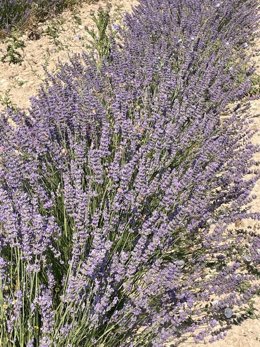 Plantación de lavandín en Zaratán (Valladolid).