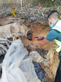 Perro rescatado en Cañamero