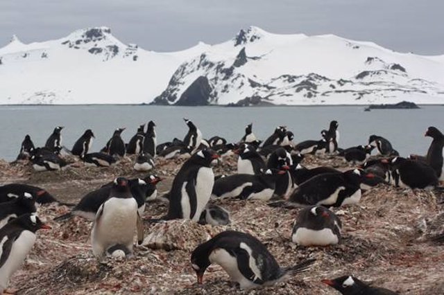 Archivo - Colonia de pingüino papúa ('Pyoscelis papua') en la península de Byers, una de las localidades incluidas en el estudio