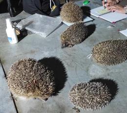 Alguns exemplars d'erions recollits a l'entorn de les obres