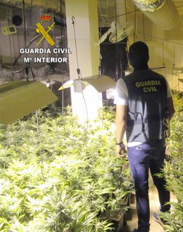 Archivo - Descubiertos dos centros de producción de marihuana en Pinos Puente y Huétor Vega