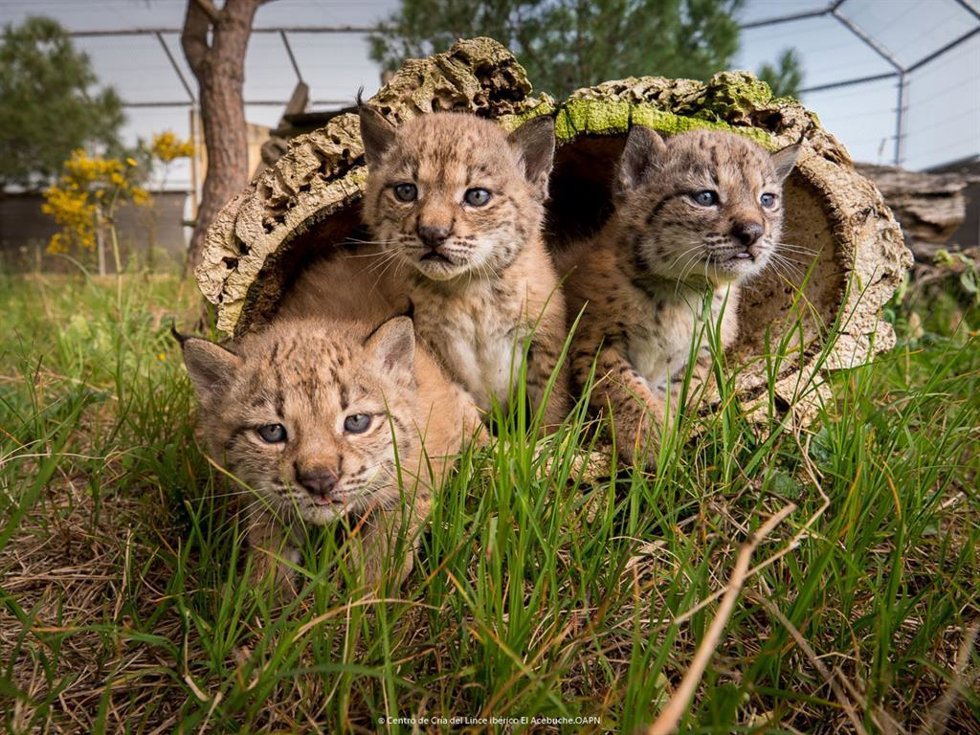 Archivo - Tres crías de lince ibérico