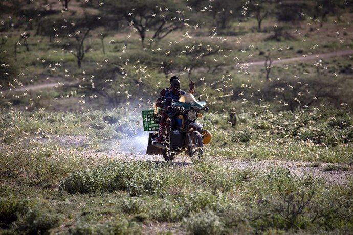 Archivo - Enjambre de langostas en el noreste de Kenia