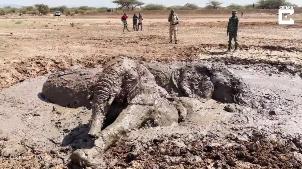 Consiguen rescatar a tres elefantes que se estaba hundiendo en el barro de una presa en Kenia