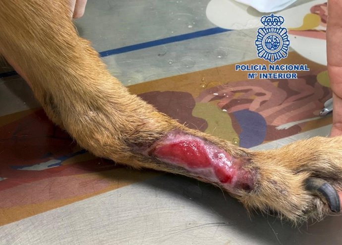 Animal encontrado en estado de abandono en Vélez-Málaga