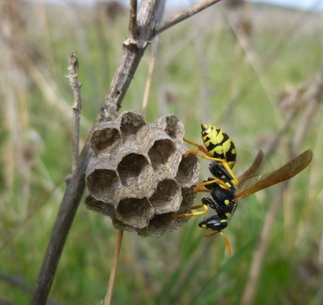 Archivo - Nido avispa
