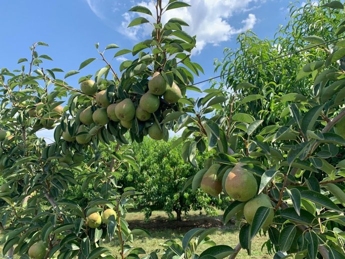 Finca de peras en Lleida