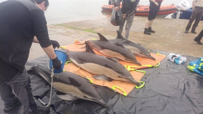 Liberados catro golfiños que quedaron varados na ría de Arousa