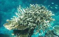 España vota en contra de incluir la Gran Barrera de Coral de Australia como lugar "en peligro" de la UNESCO