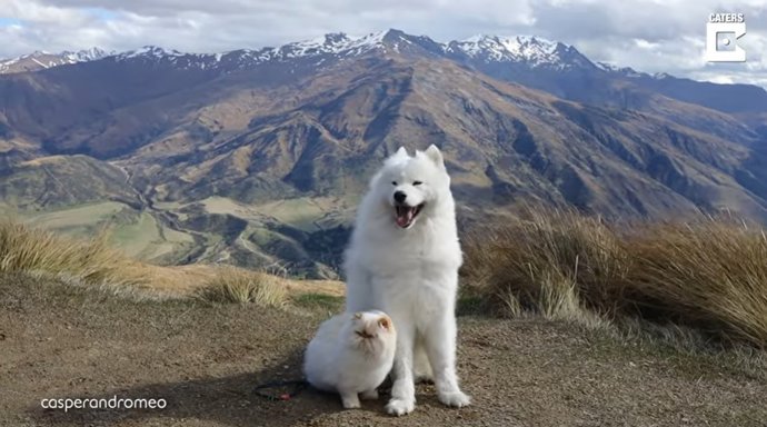 ¿Pueden Un Gato Gruño Y Un Perro Simpático Ser Mejores Amigos? Casper Y Romeo Demuestran Que Sí