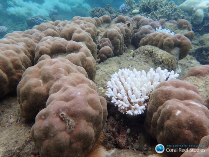 Archivo -    Casi un 30 por ciento de los corales en el norte de la Gran Barrera de Coral experimentaron una muerte catastrófica tras la ola de calor marina registrada entre marzo y noviembre de 2016