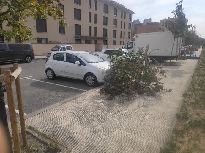 Arbol caído en Pamplona por fuerte viento.