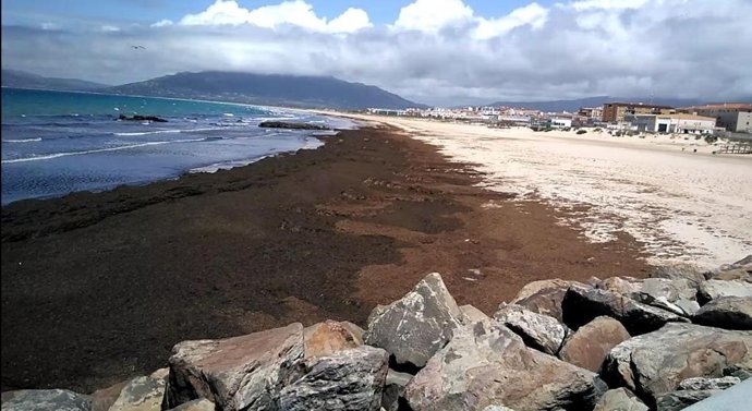 Archivo - Playa de Tarifa inundada con el alga asiática