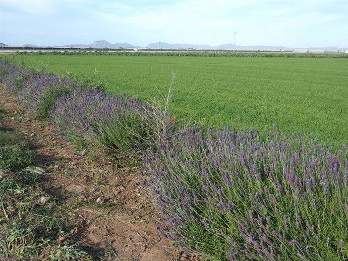 Ejemplo de barreras vegetales instaladas en cultivos del Campo de Cartagena.