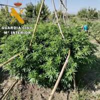 Cuatro detenidos y 800 plantas de marihuana intervenidas en un dispositivo contra el tráfico de drogas en Jaén