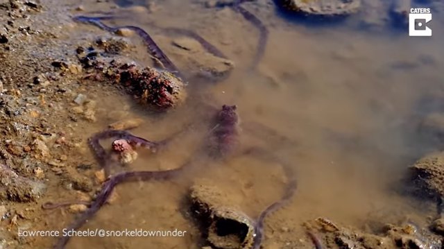 Un pulpo de largos tentáculos se deja ver en la Gran Barrera de Coral australiana
