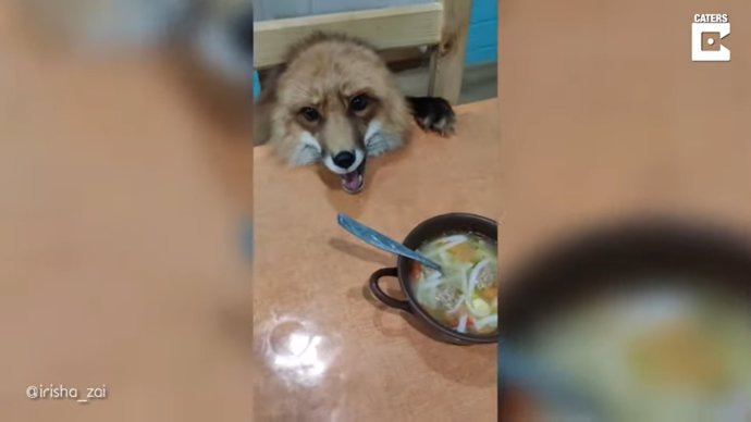 El zorro de esta familia rusa actúa como cualquier mascota cuando se le pone delante un plato de comida