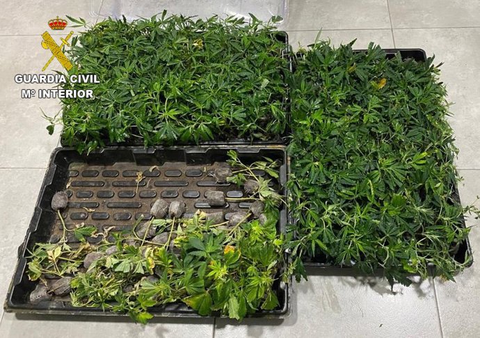 Archivo - Imagen de archivo de plantación de marihuana