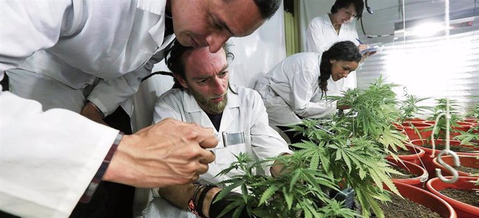 Cultivo de marihuana con fines médicos.