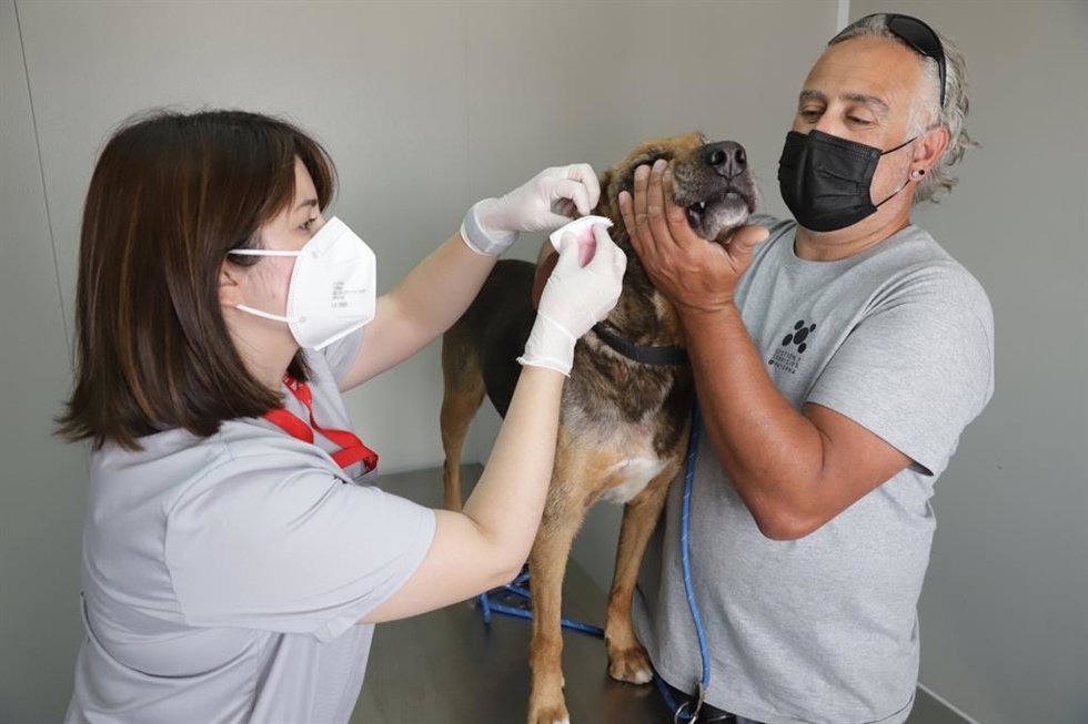 PATERNA LANZA UNA CAMPAÑA PARA CONCIENCIAR SOBRE LA TENENCIA RESPONSABLE DE MASCOTAS Y FOMENTAR LAS ADOPCIONES