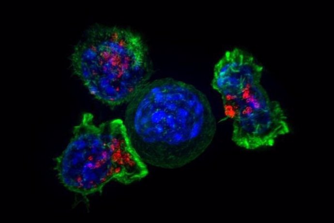 Imagen de superresolución de un grupo de células T asesinas (verde y rojo) que rodean una célula cancerosa (azul, centro).