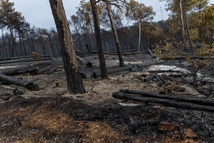 Estat dels voltants de Santa Coloma de Queralt després de l'incendi