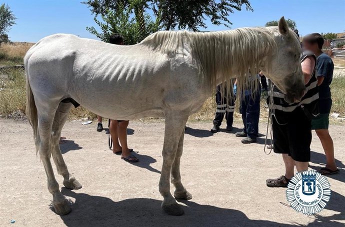 El animal fue encontrado en la Cañada Real