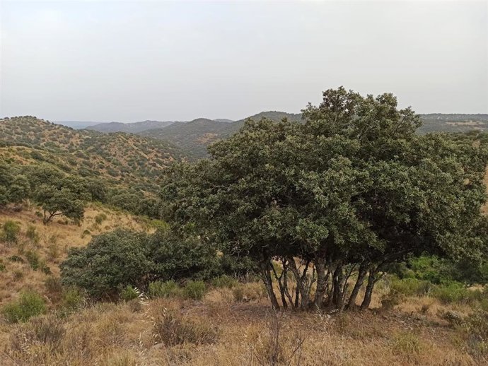 Zona del parque natural de Sierra Morena correspondiente a Las Navas