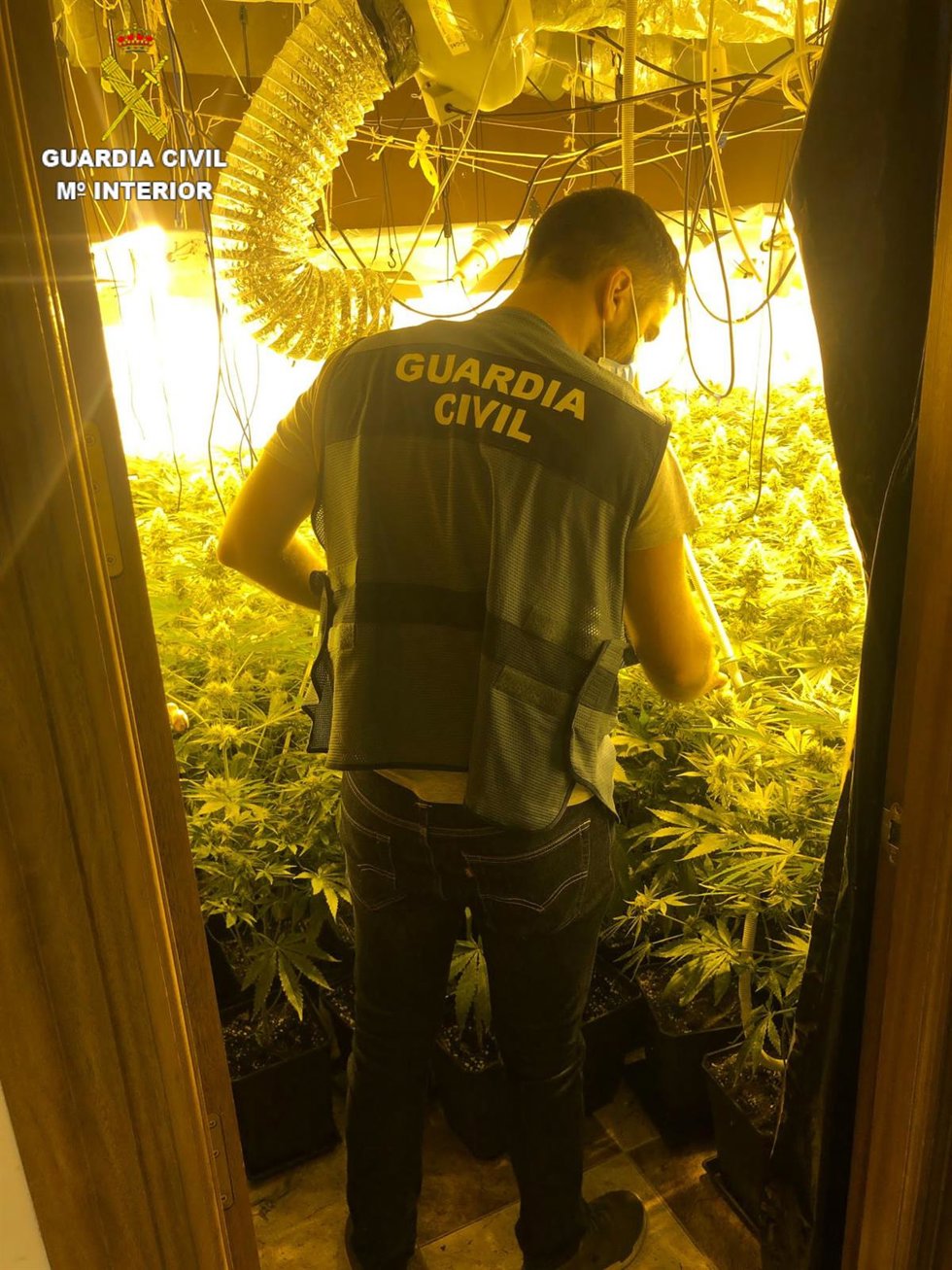 Plantación de marihuana desmantelada en Lanjarón (Granada)