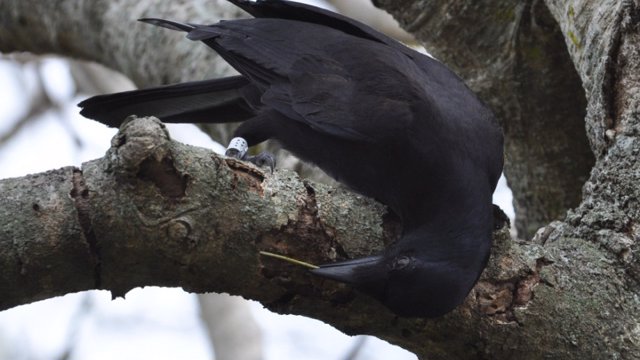 Los cuervos de Nueva Caledonia fabrican herramientas específicas que usan como gancho