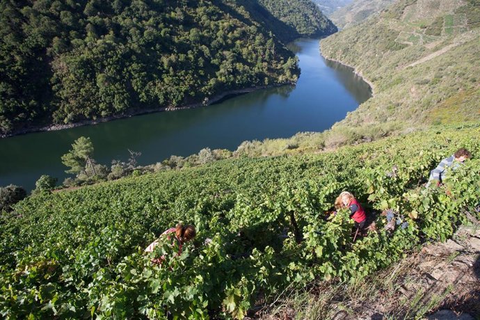 Archivo - Varios vendimiadores recogen racimos de uvas en el viñedo de la Bodega Algueira de la D.O. Ribeira Sacra de Lugo durante la temporada 2020, en Doade, Lugo, Galicia (España) a 31 de agosto de 2020. La vendimia comienza en Galicia con una previs