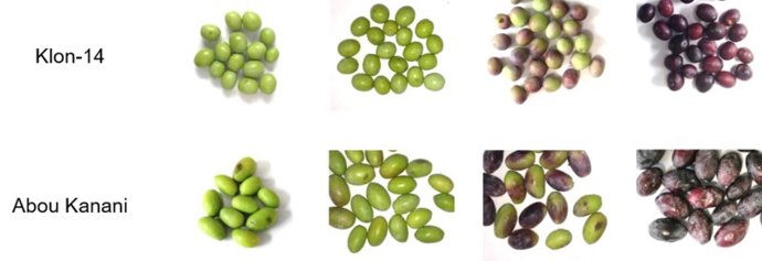 Algunas variedades de aceitunas en las que se ha apoyado el estudio.