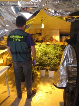 Un agente en la plantación de marihuana desmantelada.