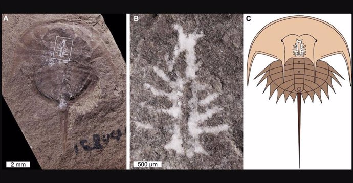 (A) Espécimen fósil del cangrejo herradura Euproops danae, conservado con el cerebro intacto. (B) Primer plano del cerebro, como lo indica el recuadro de la imagen (A). (C) Reconstrucción de Euproops danae, incluida la po
