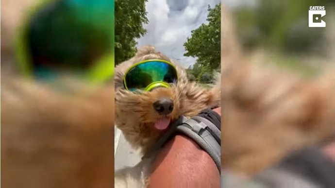 Este entusiasta de las motos se lleva a su perro de viaje por carretera