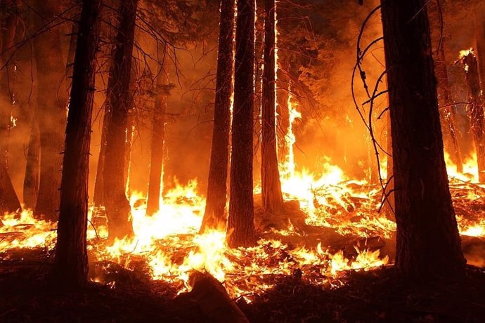 Enromes incendios forrestales asolan grandes áreas de Siberia, América del Norte y el Amazonas
