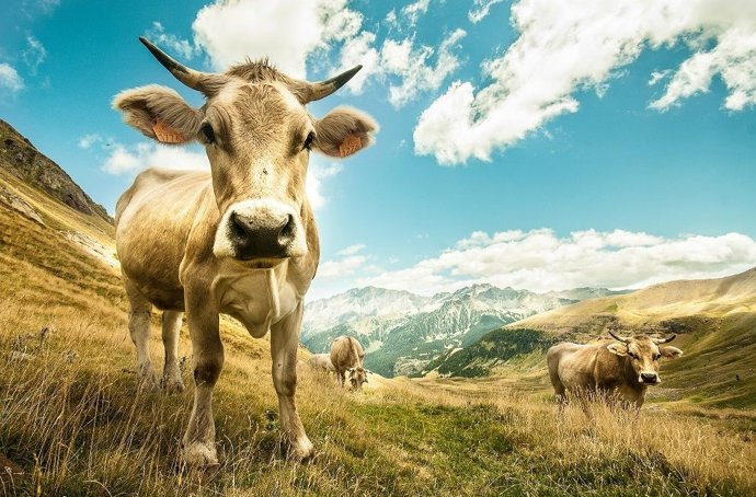 La ganadería es esencial para mantener los pastos