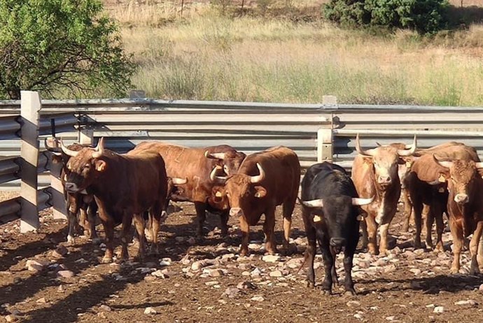 Reses bravas en una explotación de Tabuenca (Zaragoza)